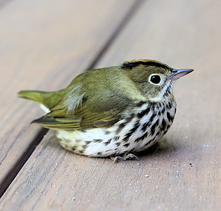 gray and white bird on brown surface thumbnail