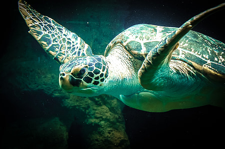 close-up photography of black and brown tortoise thumbnail