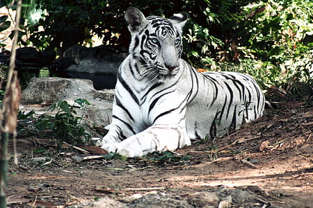white tiger beside green plant thumbnail