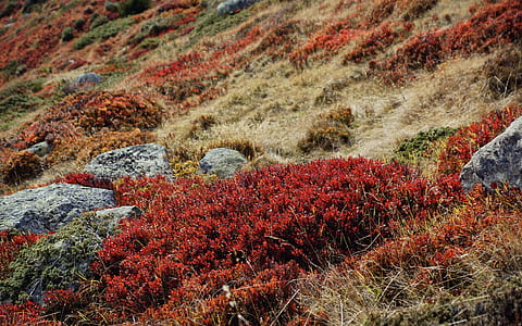 red and brown grass field at daytime thumbnail