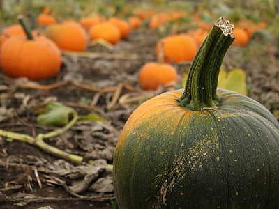 selective focus photography of green pumpkin at garden thumbnail