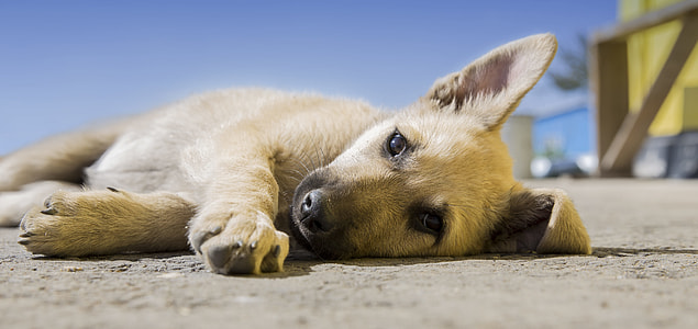 short-coated brown puppy lying on sand thumbnail