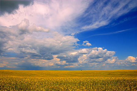 yellow and green grass field thumbnail
