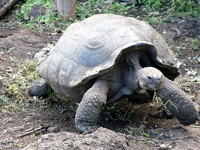 gray tortoise walking on ground thumbnail