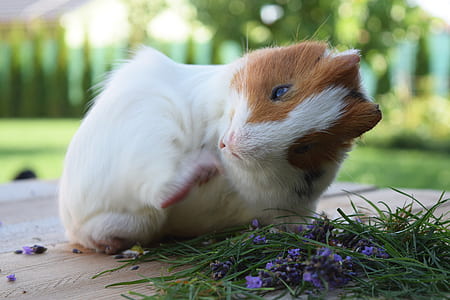 guinea pig on the floor thumbnail