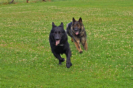 two running black and tan German shepherd dogs thumbnail