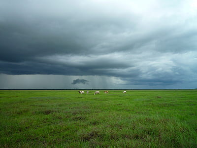 animal eating grass on green grass field thumbnail