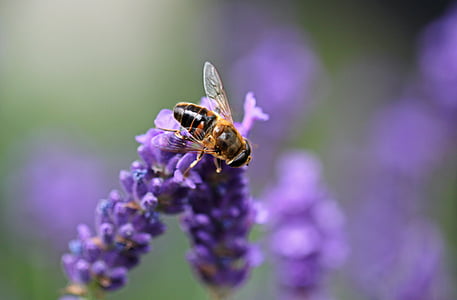 macro shot of brown bee on purple lavender thumbnail