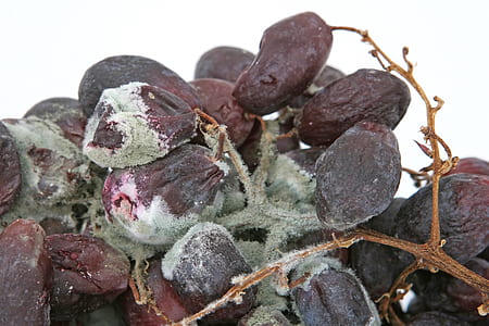 macro photography of raisins thumbnail