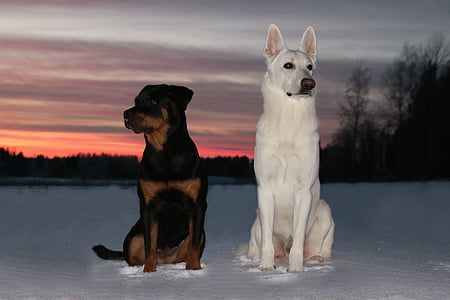 white German shepherd and Rottweiler sitting on snow at nighttime thumbnail