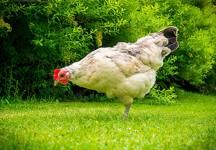 brown and black hen standing on green grass during daytime thumbnail