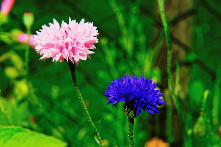 close-up photo of pink and blue flowers thumbnail