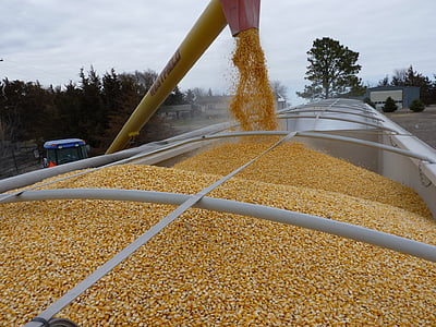 yellow corn thumbnail