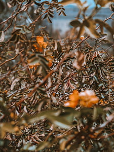 shallow focus photography of green leafed plant thumbnail