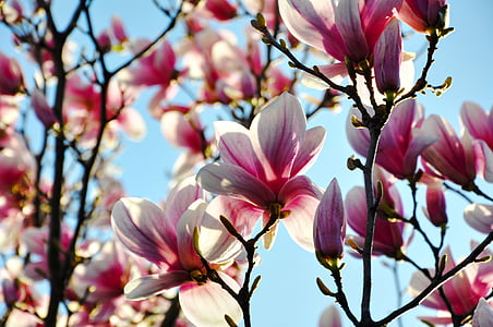pink petaled flowers in close-up photography at daytime thumbnail