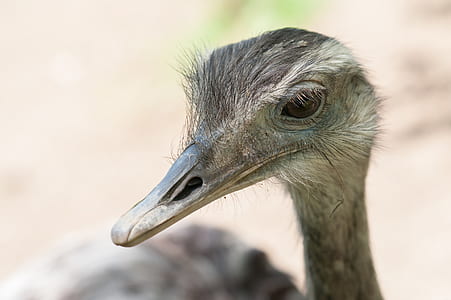 beak, ostrich, nandu, aminal thumbnail