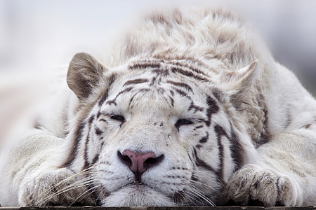 shallow focus photography of white tiger thumbnail