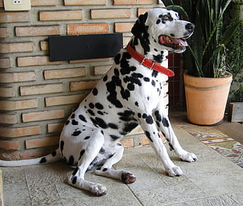 a dog of a white, short-haired breed with dark spots.rnLarge, powerful dogs are frequently targeted, including Akitas, chow chows, Dalmatians , Dobermans, German Shepherds, Great Danes, pit bulls, Rottweilers as well as mixes of these breeds.rn thumbnail