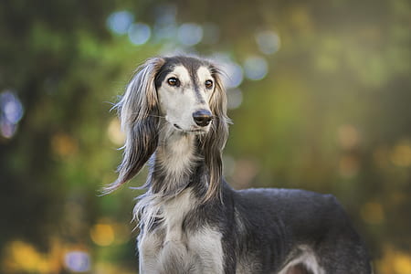 tilt shift photo of gray Saluki dog thumbnail