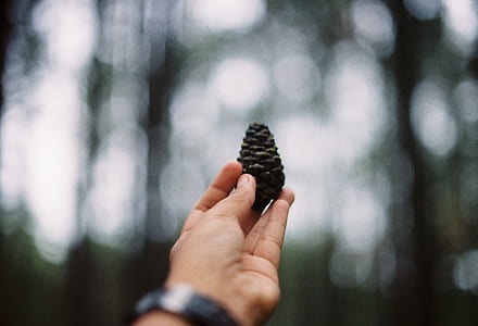 person holding black pine cone thumbnail