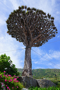 Canary Island Dragon Tree, Support thumbnail