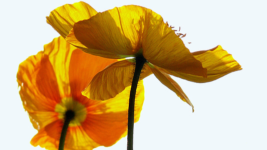 close-up photo of yellow poppy flowers thumbnail