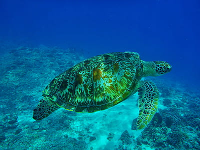 turtle swimming underwater thumbnail