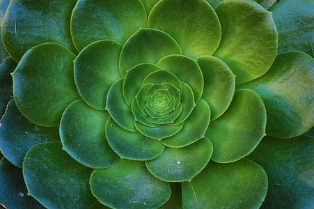 green water lotus plant thumbnail