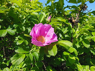 pink single-petaled rose flower thumbnail