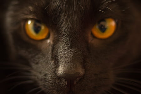 cat's head thumbnail