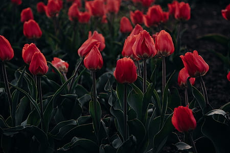 red tulip flowers at daytime thumbnail