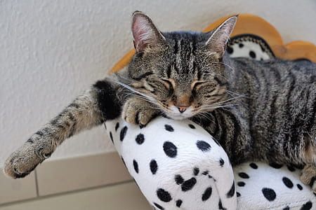brown tabby cat lying on pet bed close-up photo thumbnail