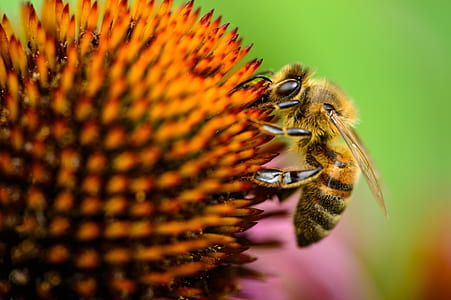 closeup photography of honeybee perched on flower bud thumbnail