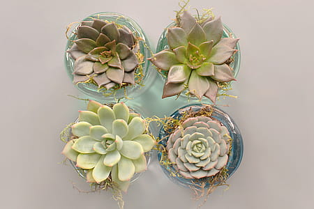 Four Green Succulent Plants With Glass Pot thumbnail