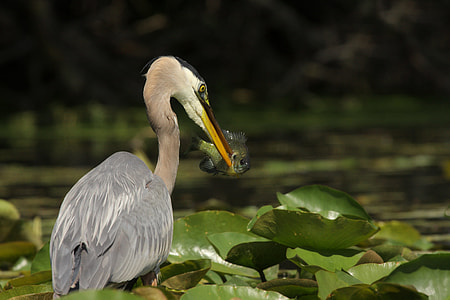 gray pelican on taro leaves thumbnail