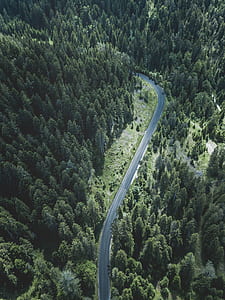 aerial photo of curved concrete road between forest thumbnail