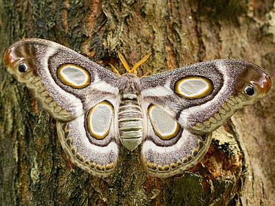 white, brown, and black moth thumbnail