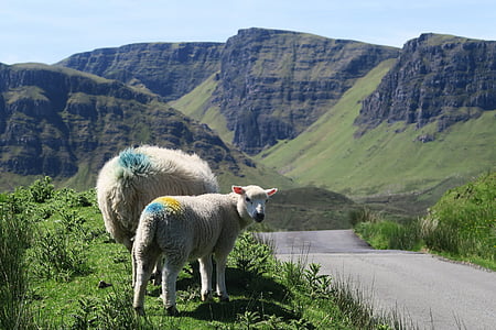 two white sheeps standing on green grass during daytime thumbnail