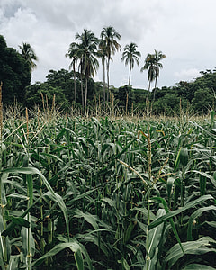 green corn field near coconut trees under gray cloudy sky thumbnail