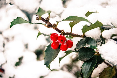 photo of red fruit thumbnail
