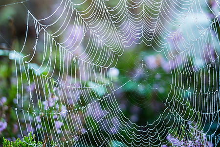 closeup photo of spiderweb thumbnail