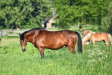 brown horse standing on grasses thumbnail