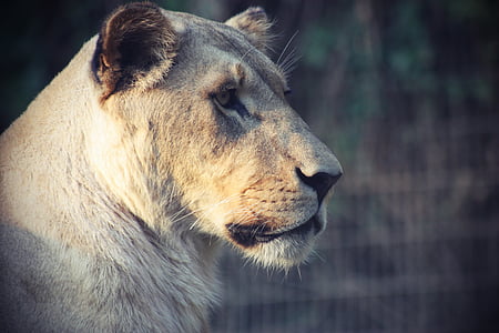 lioness closeup photography thumbnail