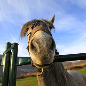 close-up photo of horse with halter thumbnail