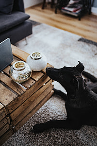 Animals in a designer living room interior with a wooden box table, purple couch and a grey carpet thumbnail