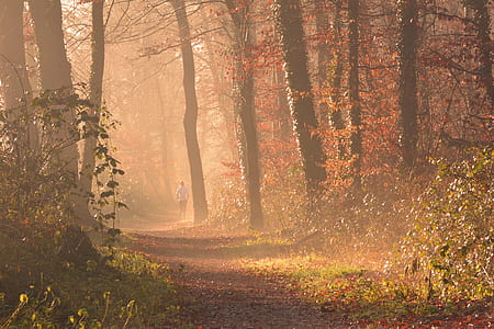 Scenic View of Forest thumbnail