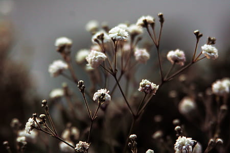 Photo of White Flower Buds thumbnail