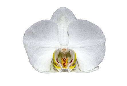 white petaled flower thumbnail