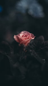 selective photography of pink flowert thumbnail