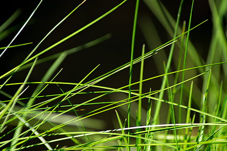 selective focus photography of green grass thumbnail